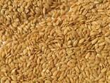 We offer our harvest of 2018: golden flax and confectionery - фото 1