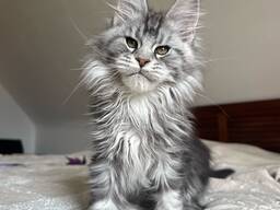 Maine Coon Kitten op zoek naar een liefdevol nieuw thuis