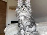 Maine Coon Kitten op zoek naar een liefdevol nieuw thuis - photo 1