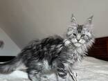 Maine Coon Kitten op zoek naar een liefdevol nieuw thuis - photo 3