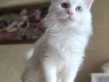 Maine Coon kittens zoeken een liefdevol thuis. - photo 1