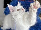 Maine Coon kittens zoeken een liefdevol thuis. - photo 3