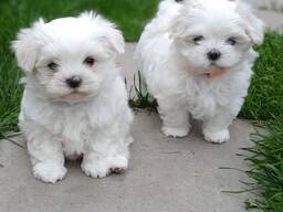 Maltese