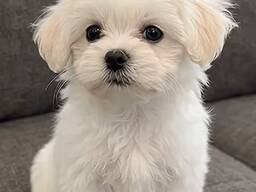 Maltese