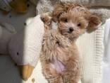 Maltipoo F1-puppy's - photo 2