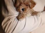 Maltipoo F1-puppy's - photo 3