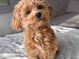 Maltipoo-puppy