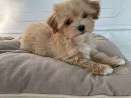 Maltipoo-puppy's beschikbaar