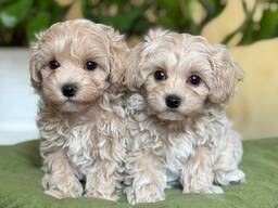 Maltipoo-puppy's beschikbaar
