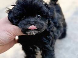 Maltipoo-puppy's van 8 weken oud, direct beschikbaar