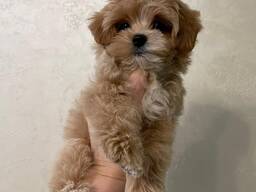 Maltipoo-puppy's van 8 weken oud te koop