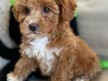 Maltipoo-puppy's zoeken een liefdevol thuis. - фото 2