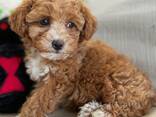 Maltipoo-puppy's zoeken een liefdevol thuis. - фото 3