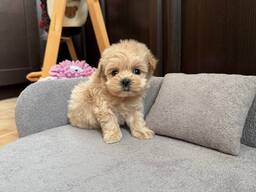 Maltipoo-puppy's zoeken een liefdevol thuis.