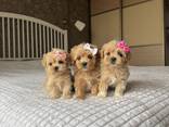 Maltipoo-puppy's zoeken een liefdevol thuis. - фото 3