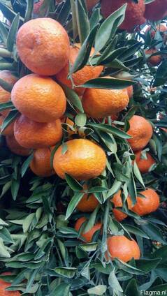 Mandarines Morket