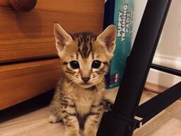 Mannelijke en vrouwelijke Savannah-kittens. WhatsApp ons op: 27848239748