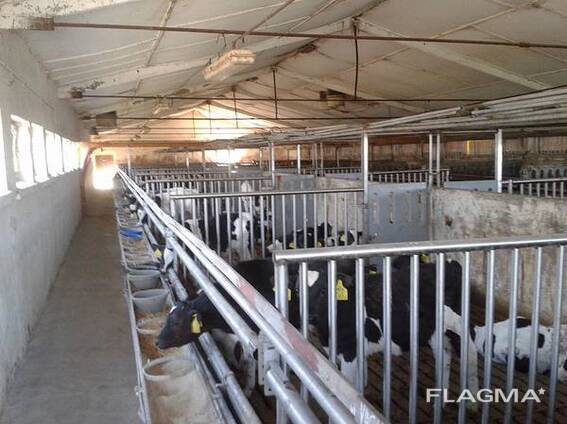 Melkvee Holstein Friese Koeien en Drachtige Holstein Vaarzen Koeien Simmental Kalveren
