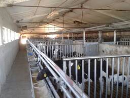 Melkvee Holstein Friese Koeien en Drachtige Holstein Vaarzen Koeien Simmental Kalveren