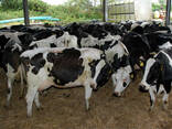 Melkvee Holstein Friese Koeien en Drachtige Holstein Vaarzen Koeien Simmental Kalveren - photo 3