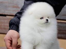 Милые щенки померанского шпица