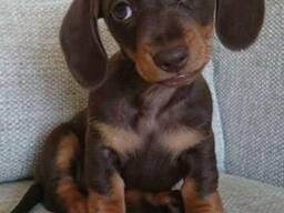 Mini Teckel pups beschikbaar