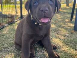 Mooie Labrador Pup - 10 Weken | Beschikbaar