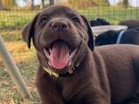 Mooie Labrador Pup - 10 Weken | Beschikbaar - фото 1