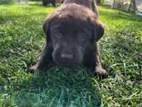 Mooie Labrador Pup - 10 Weken | Beschikbaar - фото 3