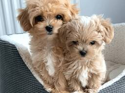Nabízíme krásná štěňata Maltipoo F1