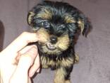 Обаятельные щенки Йоркширского Терьера - фото 14