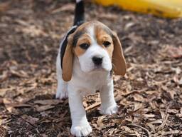 Щенки бигля