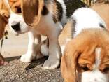 Onze prachtige beagles hebben schattige beaglepuppy's gekregen. - фото 2
