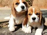 Onze prachtige beagles hebben schattige beaglepuppy's gekregen. - фото 4