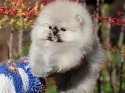 Onze Spzit Pomeriaan minipuppy's