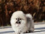 Onze Spzit Pomeriaan minipuppy's - photo 1