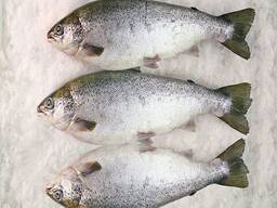 Order High quality wholesale seafood fresh Salmon frozen fish.