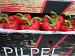 Paprika Capsicum Red, Green, Yellow
