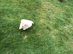 Pedigree Bichon Frise pups WhatsApp me op. .. ..