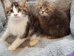 Pedigree Maine Coon-kittens. WhatsApp ons op: 27848239748