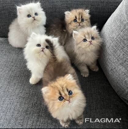 Perzische kittens beschikbaar – 11 weken oud