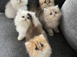 Perzische kittens beschikbaar – 11 weken oud