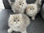 Perzische kittens beschikbaar – 11 weken oud - фото 2