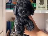Poedelpuppy's zoeken een liefdevol thuis. - фото 3