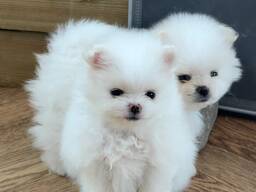 Pomeranian puppies