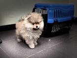 Pommerse puppy's - фото 3
