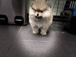 Pommerse puppy's - фото 4
