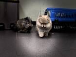Pommerse puppy's - фото 5