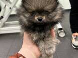 Pommerse puppy's - фото 7