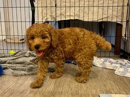 Poodle puppy